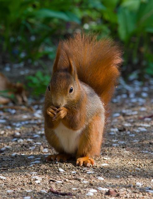 red squirrel